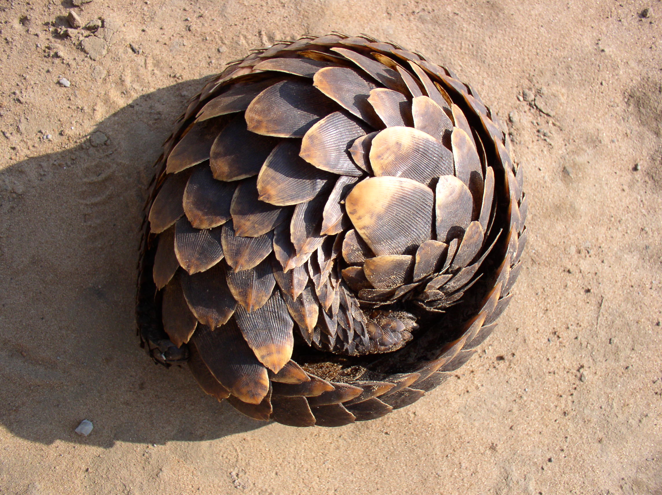 Pangolin | POACHING PROBLEMS IN INDONESIA