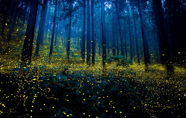 Picture from http://www.boredpanda.com/fireflies-long-exposure-photography-2016-japan/