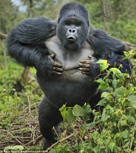 A gorilla’s gesture of “chest beat” is an intrinsic part of primate communication that conveys a message of threat.