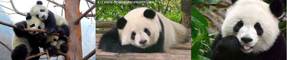 Conservation of Giant Panda