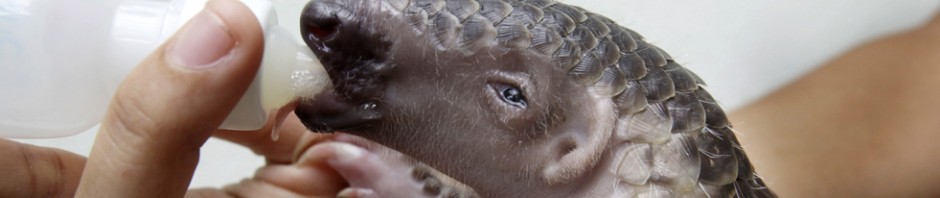 Pangolin Conservation in Southeast Asia