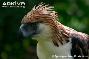Philippine-eagle-portrait