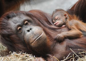 baby and mother orang