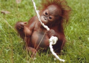 baby_orangutan_osiria