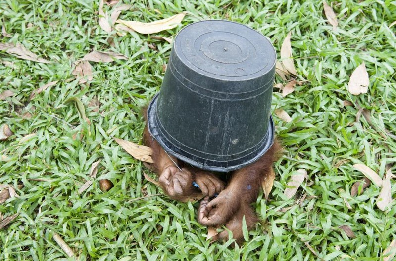 A baby orangutan playing with a bucket Credit: http://www.petsfoto.com/borneo-orangutan-rehabilitation-center/