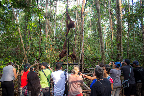 Tourists taking photos of orangutans while on tour. Credits: Michael Turtle