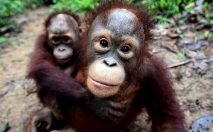 Credits: http://www.telegraph.co.uk/earth/wildlife/5915964/Orang-utans-under-threat-as-BHP-Billiton-withdraws-from-Borneo.html