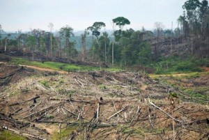 Credit: http://sumatraislandsdeforestation.wordpress.com/history/rainforest-logging-sumatra-indonesia/