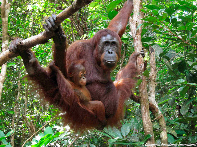 Credits: Orangutan Foundation