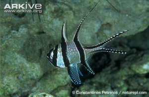 Banggai cardinalfish. Source: Arkive.org