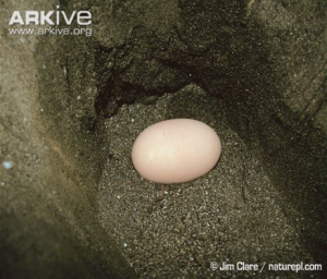 Maleo egg in nest. Source: Arkive.org                           