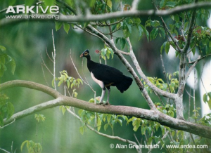 Maleo standing on tree branch. Source: Arkive.org