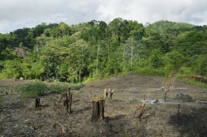 Rainforest clearing for slash and burn agriculture in central Sulawesi, Indonesia. 