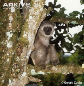 A mammal, Javan Gibbon, found exclusively in Indonesia.