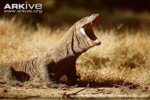 Komodo dragon gaping