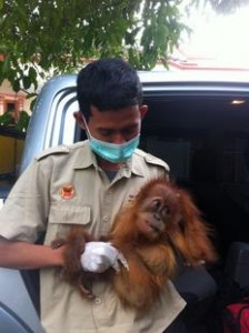 Baby orangutan rescued from illegal pet trade in Sumatra.
