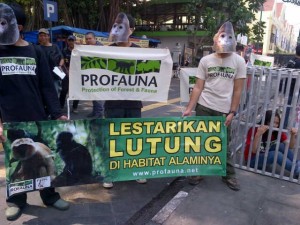 Supporters in Javan Langur masks. 