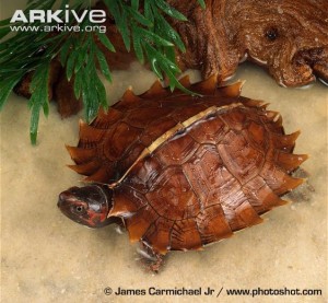 Spiny turtle on shallow  water. Source: Arkive.org