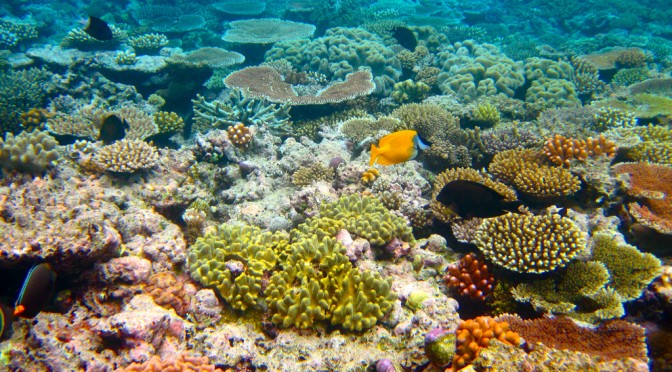 Species Spotlight: Coral