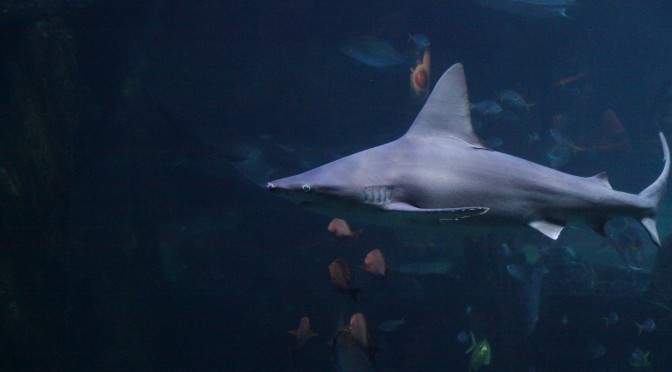 Species Spotlight: Fish, Sharks and Rays