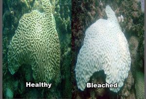 Retrieved from : https://microbewiki.kenyon.edu/index.php/Coral_bleaching_and_climate_change