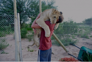 lion hug