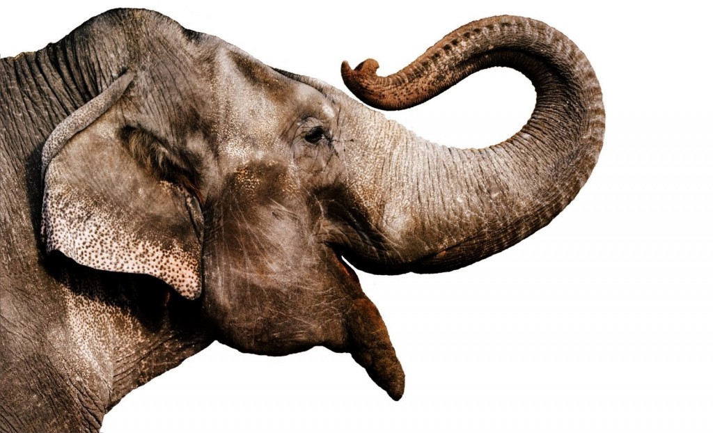 Elephant Watercolour Image