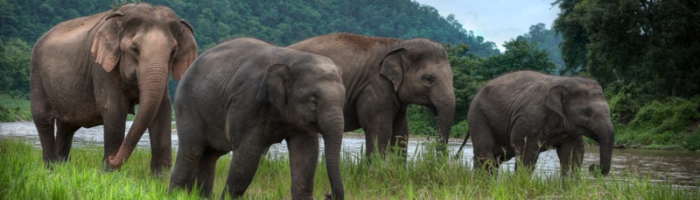 CONSERVATION OF ASIAN ELEPHANTS IN SOUTHEAST ASIA