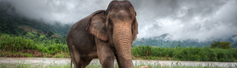 CONSERVATION OF ASIAN ELEPHANTS IN SOUTHEAST ASIA