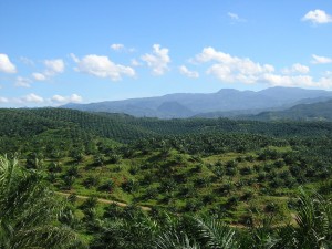 Oil_palm_plantation_in_Cigudeg-03