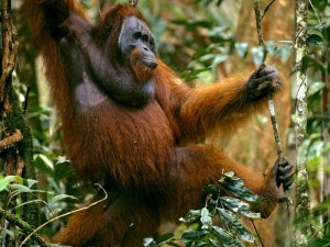 orangutan_651_600x450