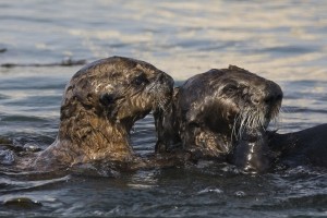 otter oil spill