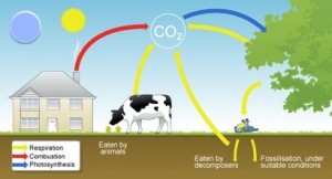 (Image retrieved from: http://thecarboncycledio.weebly.com/the-carbon-cycle-steps.html )