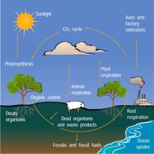 (Image retrieved from: https://www.windows2universe.org/earth/climate/images/carboncycle.jpg )