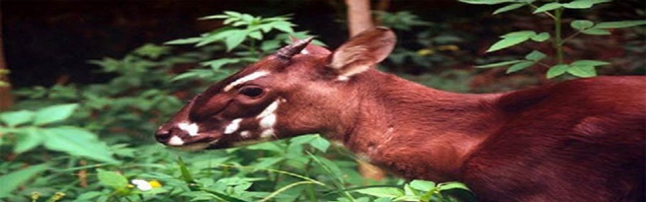 Saola Preservation in Vietnam and Laos