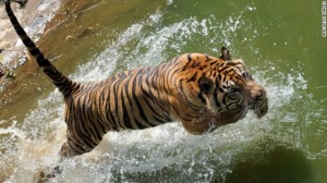 Sumatran tiger showing its agility in water
