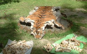 A tiger being killed for its skin and other body parts.