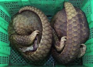 Pangolins being stuffed in cages too small for them.