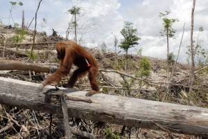 A monkey who has lost its home due to deforestation and illegal logging