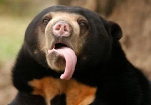 sun bear honey bear tongue