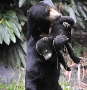 mama bear baby bear