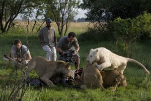 Richardson with film crew, filming the lions. Image Source.