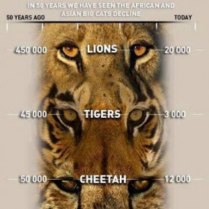 The population decline of the big cats worldwide due to trophy hunting. Image from: http://corumana.wordpress.com/2012/08/21/stop-trophy-hunting/