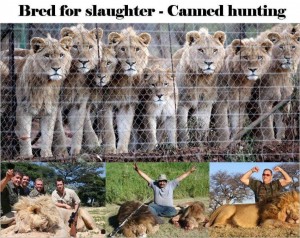 A poster against Canned Hunting of Lions. Image from: http://endtrophyhuntingnow.com/2014/02/15/sa-safari-hunting-ops/