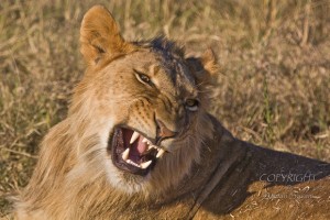 A picture of a adolescent lion. Image source.