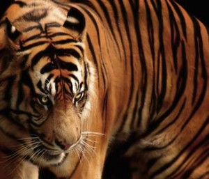 Javan_Tiger3