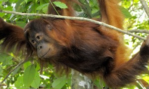 Sumatran_Orangutan_8.6.2012_Why_They_Matter3_HI_255230