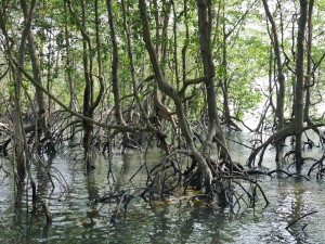 Pulau-Ubin-Mangroves