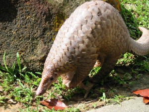 Pangolins that reside in Bukit Timah Nature Reserve Source:mygreenspace.nparks.gov.sg