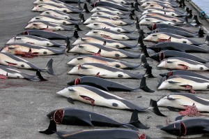 The inhumane practice of whaling